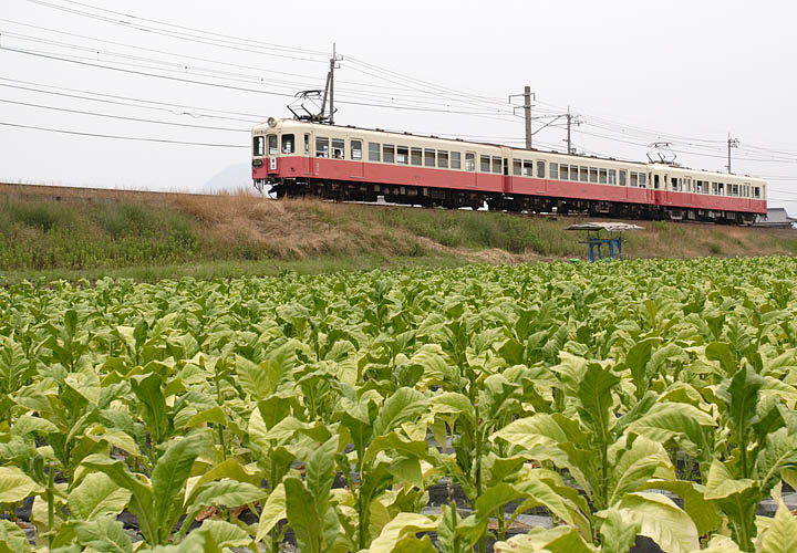 琴電１０１５号（岡田～羽間）