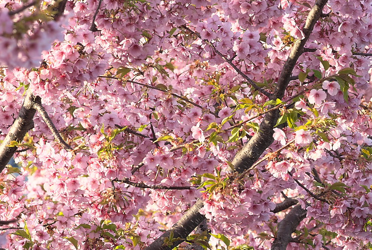 ２００mm　３.８（妙林寺）