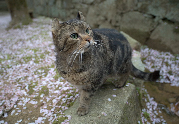 金山寺のネコ