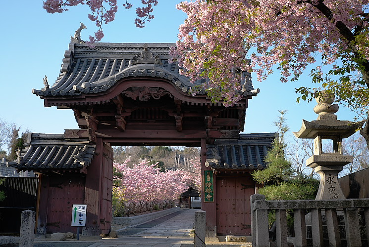 ４５mm　１.８（妙林寺）カワヅザクラ