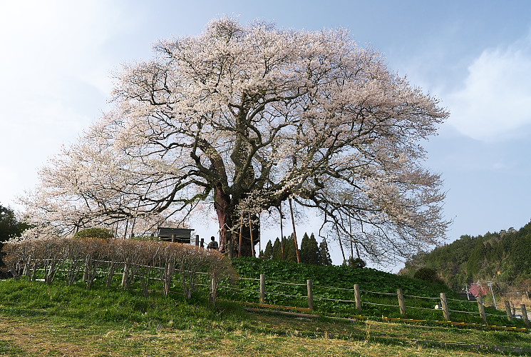 醍醐桜