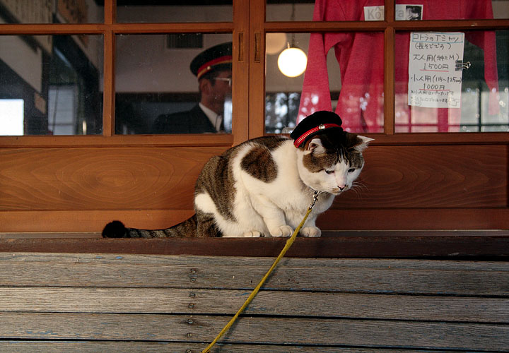 猫（吉ヶ原駅）