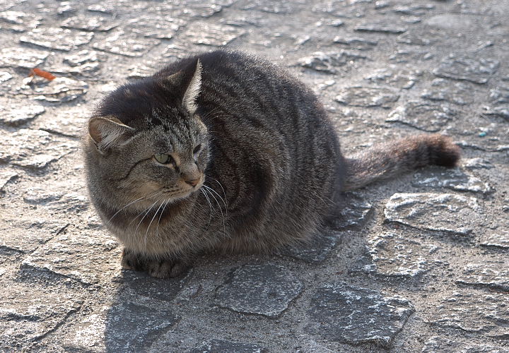 白川公園で見かけた猫