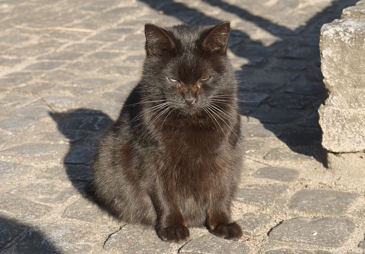 白川公園で見かけた猫