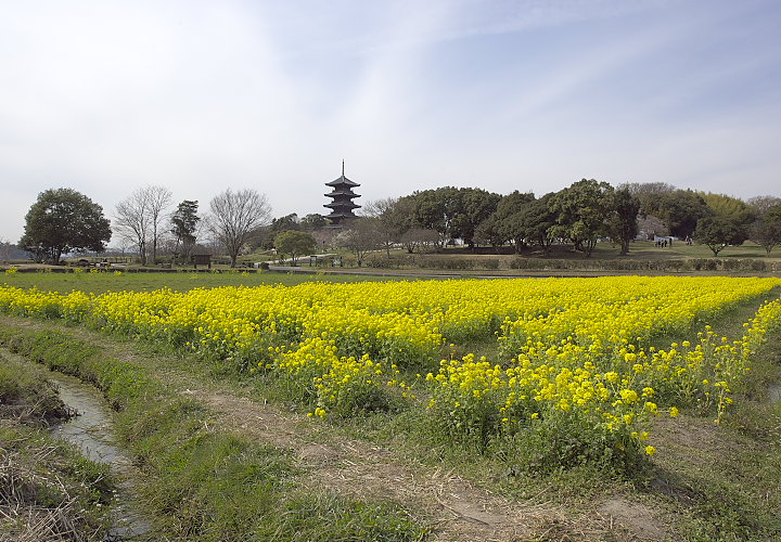 国分寺跡五重塔遠景