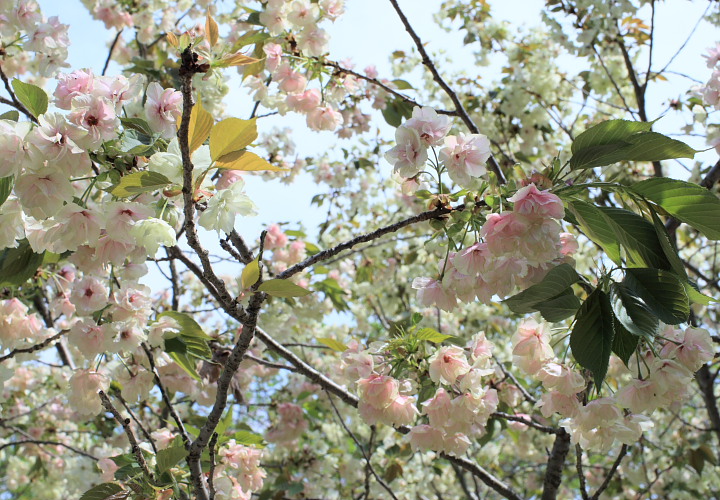 妙圀寺の桜